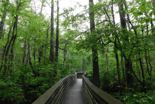 A wooden boardwalk winding through a lush, green forest with tall trees and dense foliage.