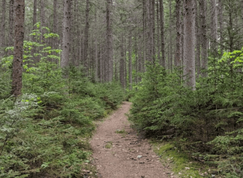 A winding dirt path through a dense forest of tall trees and lush green underbrush.