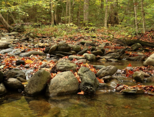 A serene stream flows over smooth rocks, surrounded by autumn leaves and lush green trees in a peaceful forest setting.