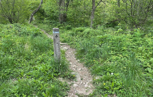 A wooden trail marker labeled "A" stands at a fork in a grassy, wooded path.