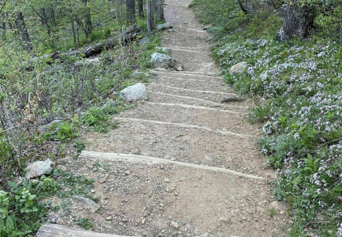 A dirt path with wooden steps, surrounded by greenery and wildflowers, leading through a forested area.