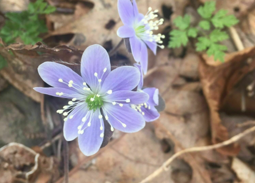 A delicate purple flower with white stamens, surrounded by brown leaves and green foliage.