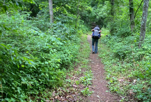 A hiker with a backpack walks along a narrow trail surrounded by lush green foliage in a forest.