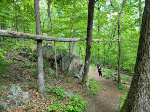 A person walks along a wooded trail with lush green trees and a fallen log overhead.