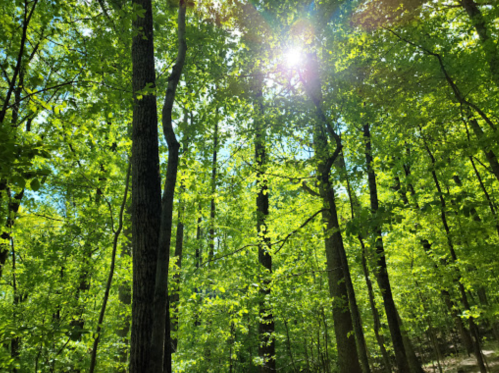 Sunlight filters through vibrant green leaves in a lush forest, creating a serene and peaceful atmosphere.