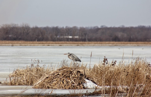 A heron stands on a grassy mound by a frozen lake, surrounded by tall grasses and a distant tree line.