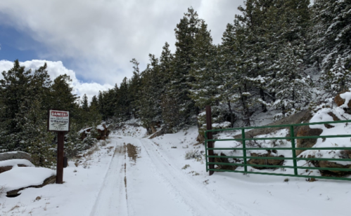 Snow-covered dirt road leading to a green gate, surrounded by pine trees under a cloudy sky.