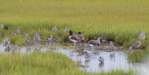 A group of shorebirds wading in shallow water among green grass in a marshy area.