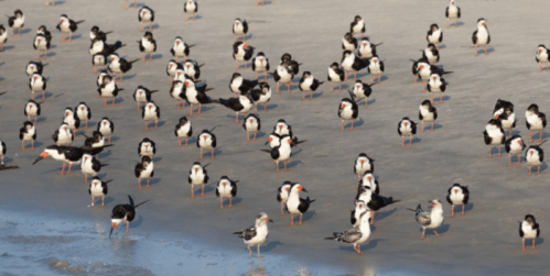 A large group of black and white birds with orange beaks and legs gathered on a sandy beach near the water.
