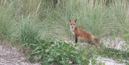 A fox stands among tall grass and greenery on a sandy area, looking curiously at the camera.