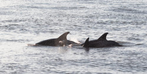 Three dolphins swimming together in calm water, with sunlight reflecting off the surface.