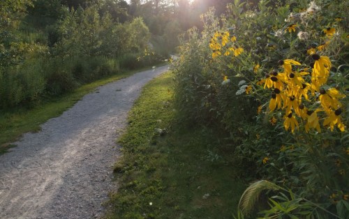 A winding gravel path surrounded by lush greenery and vibrant yellow flowers under soft sunlight.