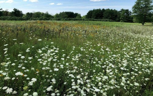 A vibrant field filled with white and yellow wildflowers, surrounded by green trees under a blue sky.