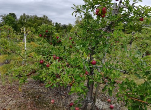 A lush apple orchard with trees bearing red apples under a cloudy sky.
