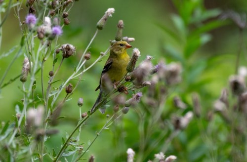 A small yellow bird perched among thistle plants, surrounded by green foliage.