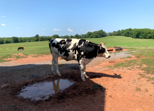 A black and white cow stands near a puddle on a sunny day, with a green field and another horse in the background.