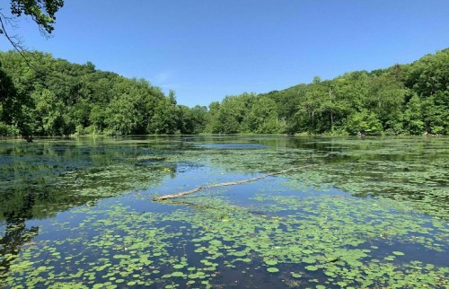 A serene lake surrounded by lush green trees, with lily pads floating on the water's surface under a clear blue sky.