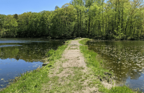 A narrow path leads through lush greenery to a serene pond, reflecting trees under a clear blue sky.