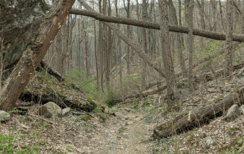 A narrow forest trail surrounded by trees, with fallen branches and rocks along the path.