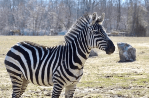 A zebra stands in a grassy field, showcasing its distinctive black and white stripes against a blurred background.