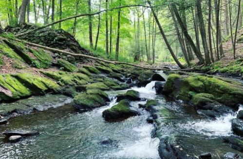A serene forest scene featuring a flowing stream over moss-covered rocks, surrounded by lush green trees.