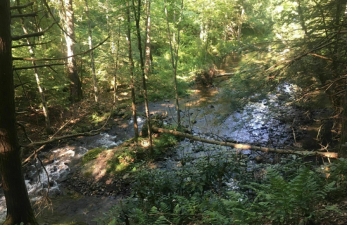 A serene forest scene with a winding stream, lush greenery, and sunlight filtering through the trees.