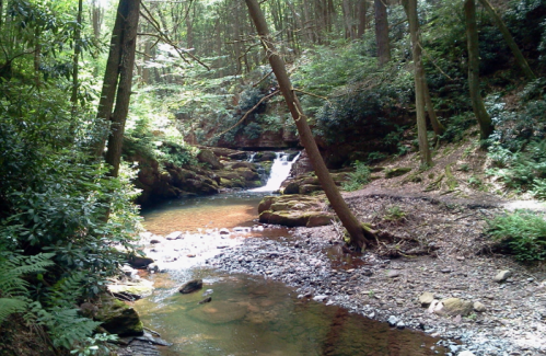 A serene forest scene featuring a small stream with a waterfall, surrounded by lush greenery and rocky terrain.