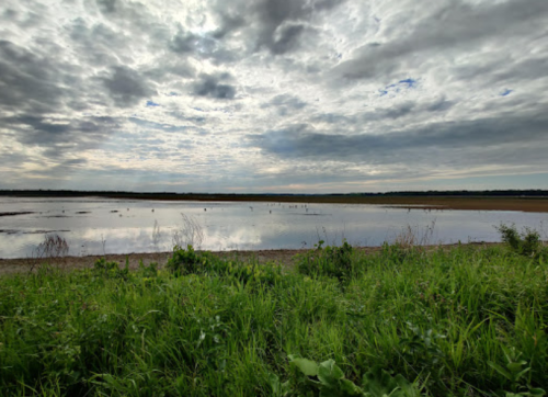 A serene landscape featuring a calm water body reflecting a cloudy sky, surrounded by lush green grass.