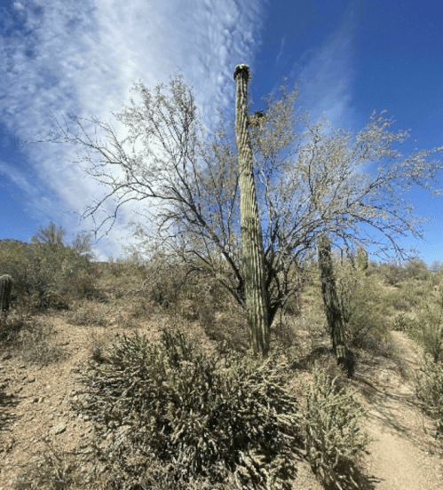 A desert landscape featuring tall cacti, sparse vegetation, and a blue sky with scattered clouds.