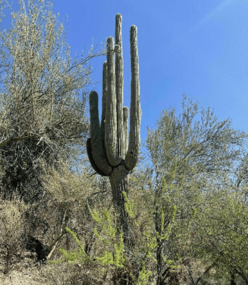A tall saguaro cactus stands against a clear blue sky, surrounded by desert vegetation.