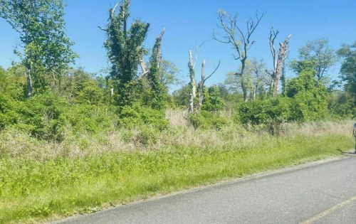 A roadside view featuring overgrown grass, sparse trees, and dead tree stumps under a clear blue sky.