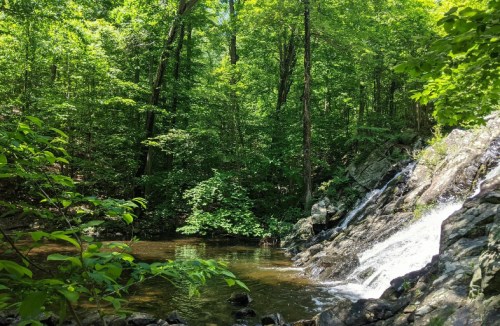 A serene forest scene featuring a small waterfall cascading into a calm pool surrounded by lush green foliage.