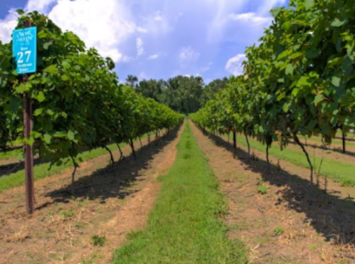 A row of grapevines stretches into the distance under a blue sky with fluffy clouds. A sign marks the row number.