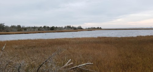 A serene wetland scene with tall grasses, calm water, and a cloudy sky in the background.