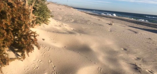 A sandy beach with gentle waves, featuring sparse vegetation and footprints in the sand under a clear sky.