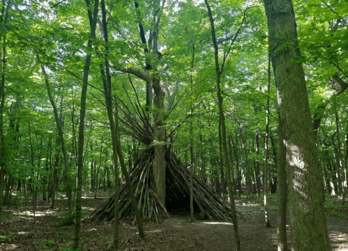 A teepee structure made of branches stands in a lush green forest surrounded by tall trees.