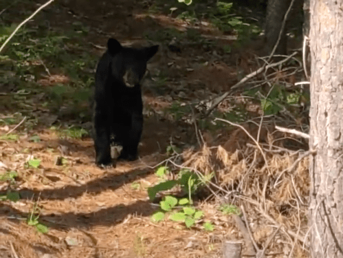 A black bear stands on a forest path surrounded by trees and underbrush. Sunlight filters through the leaves.