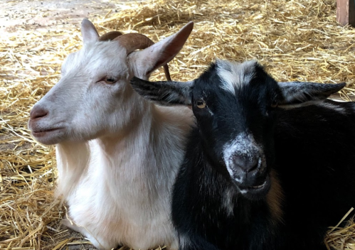 Two goats, one white and one black, resting together on straw in a barn.