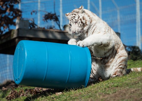 A white tiger playfully interacts with a blue barrel on grassy ground, surrounded by a fenced area.