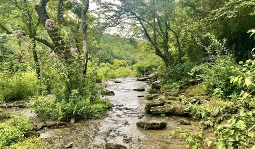 A serene stream flows through a lush green forest, surrounded by trees and vibrant foliage.