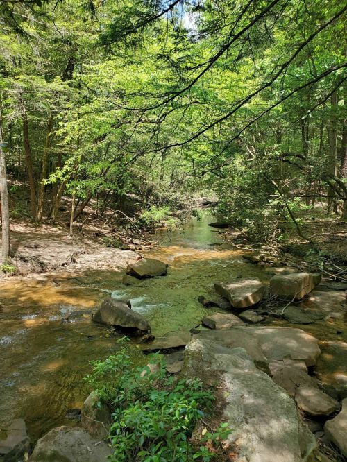 A serene forest scene with a clear stream flowing over rocks, surrounded by lush green trees and sunlight filtering through.