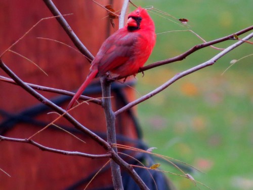 A vibrant red cardinal perched on a branch, surrounded by blurred greenery in the background.
