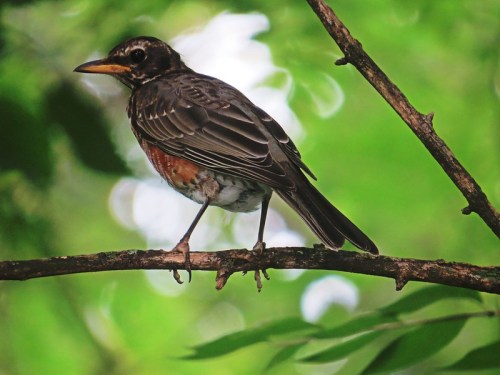 A bird perched on a branch, featuring a brown and orange plumage against a blurred green background.