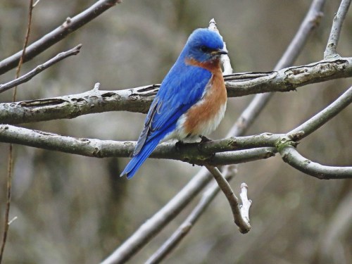 A bluebird perched on a branch, showcasing vibrant blue and orange plumage against a blurred background.