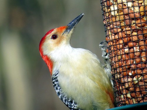 A close-up of a red-headed woodpecker perched on a feeder filled with peanuts, showcasing its vibrant plumage.