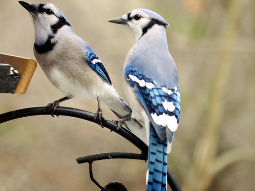 Two blue jays perched on a black metal feeder, showcasing their vibrant blue and white plumage.