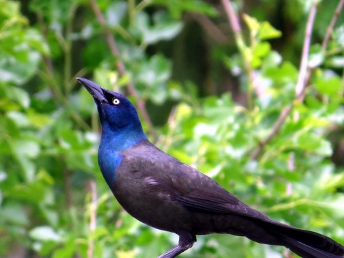 A bird with a shiny blue head and dark body perched among green foliage, looking upwards.