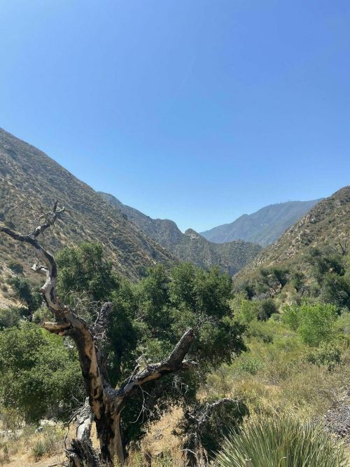 A scenic view of mountains and valleys under a clear blue sky, with a gnarled tree in the foreground.