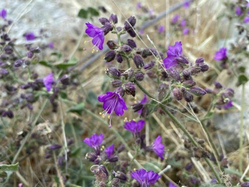 A cluster of purple flowers with delicate petals and green leaves, set against a backdrop of dry grass.