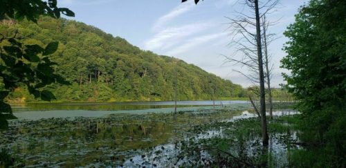 A serene lake surrounded by lush green hills and trees, with lily pads floating on the water's surface.